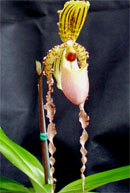 Paph Landmark